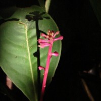 Ardisia zeylanica (Gaertn.) Lam. ex Forsyth f.